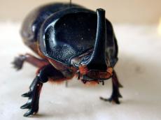 tank armor armour beatle bug insect front hair hairy head white foam plastic collection black