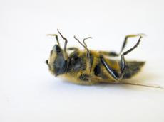 dead death side bee nature insect leg upsidedown white black yellow eye hair hairy fly wing sting honey