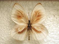 butterfly white brown wing top vein insect plastic