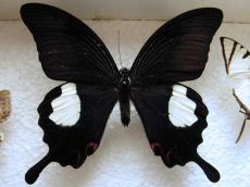 butterfly insect wing wings vein top white black hair hairy big collection