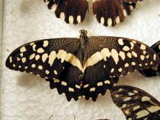 butterfly insect wing wings vein top white black beige collection