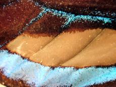 butterfly insect wing vein top blue macro beige brown aqua light-blue