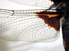 wing vein transparant white black dragonfly insect texture orange brown macro