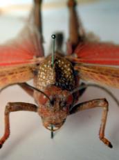 insect grasshopper locust cricket front flying wing wings blur pin needle red green top