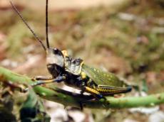 insect green black yellow grasshopper locust cricket alive macro nature