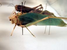 cricket grasshopper bug green brown closeup