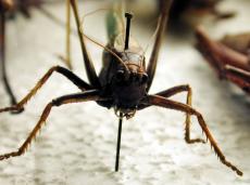 grasshopper insect locust cricket white front pierced pin needle leg