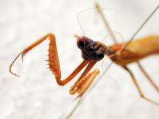 insect grasshopper praying prayingmentace leg sharp head front eyes orange white