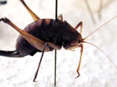 cricket locust grasshopper insect leg shield scale side brown white