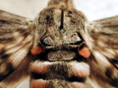 moth hair hairy insect top chest macro pin needle white brown black top butterfly