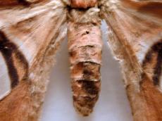 butterfly moth behind hairy hair extincted macro blurry brown