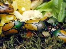 bug beatle beatles green rotten decay insect insects