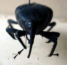 bug beatle insect rodent snout snoutbeatle black front leg legs