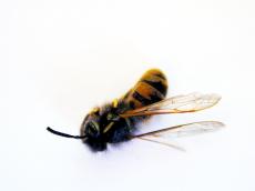 bee wasp dead insect hairs wing wings eyes