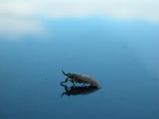 fly insect blue reflection wings hairs legs