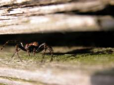 nature animals insects spider hideout hiding wood macro