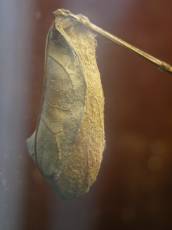 butterfly cocoon hard winter transformation insect