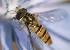 betina nature animals insects hoverfly macro fly