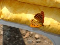 leonievdgulik nature animals insects butterfly orange
