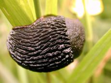 snail slimey grass naked (for all those people with a naked snail fetish)