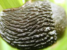 snail slug skin closeup slime slimy scales