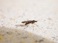 fly mosquito insect malaria sting stinging disease spreading