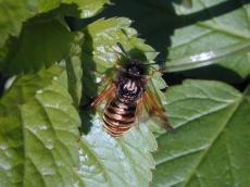 nature animals insects fly macro topview top striped gold leafs