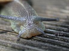 snail macro front nature animals insects