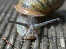 snail macro nature animals insects head front antenna