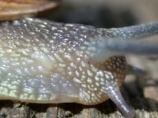 snail head side macro texture nature animals insects