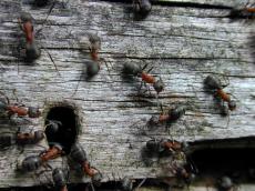 nature insects ant ants moving log wood nest hole entrance macro 