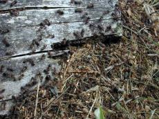 insect ant ants colony mass workers debris