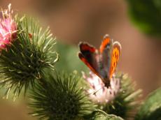 butterfly nature animals insects macro flower thistle plants