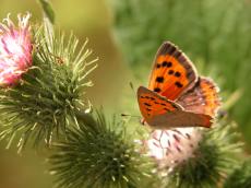 butterfly orange thistle thistles wing wings nectar insect