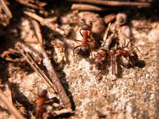 red fire ants fireants closeup macro ant