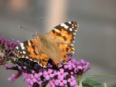 butterfly on butterfly shrubbery
