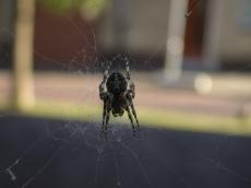nature  animals  insects  spider  spiderweb  legs  jaws  macro  silhouette nature  animals  insects  spider  spiderweb  legs  jaws  macro  silhouette