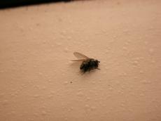 nature animals insects fly side macro dead wing wall texture white legs