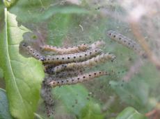 caterpillar caterpillars coccon silk silkworm silkworms eating