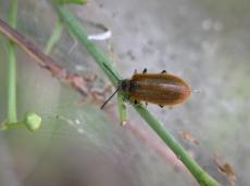hairy beetle on a twick brown