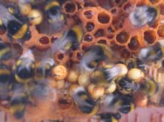 beas busy yellow insects eggs hive buzzing bee bees honey