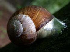 snail insect house shell