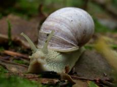 nature animals insects snail Helix pomatia burgundy roman edible escargot