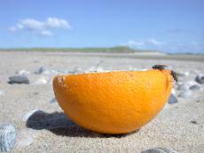 nature animals insects fly flies orange beach