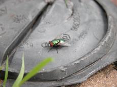 green fly on black plastic shiney