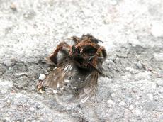 bee bumblebee nature animals insects wings hairy dead legs macro