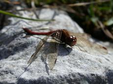 nature animals insects dragonfly macro sitting rock