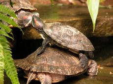 turtle turtle cowabanga climb climbing shell hard on top webbed feet 
