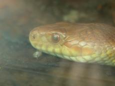 snake adder red eye pupil head