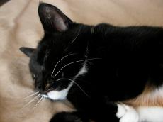 cat sleep sleeping dreaming kitten cute paws black and white